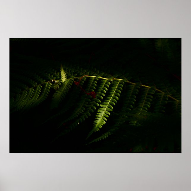 Fios solares de madeira (6159), poster (Frente)