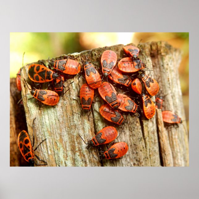 Firebugs Poster (Frente)