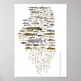 Fishes of Illinois Poster