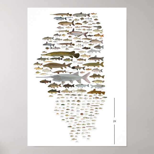 Fishes of Illinois Poster (Frente)