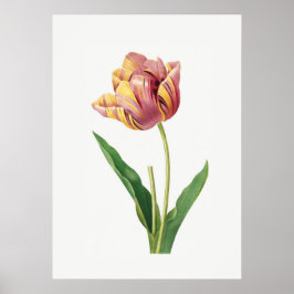 Flame Tulip Vintage Poster
