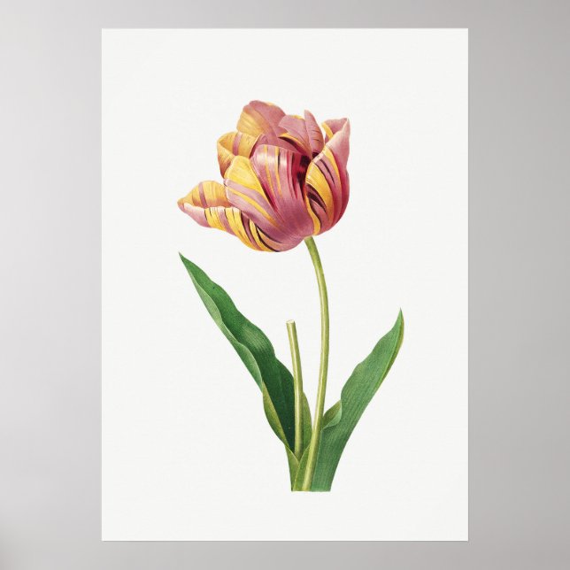 Flame Tulip Vintage Poster (Frente)