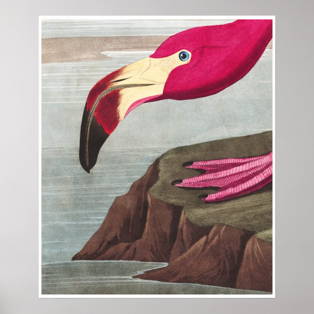 FLAMINGO PARK Audobon American Flamingo Poster (Frente)