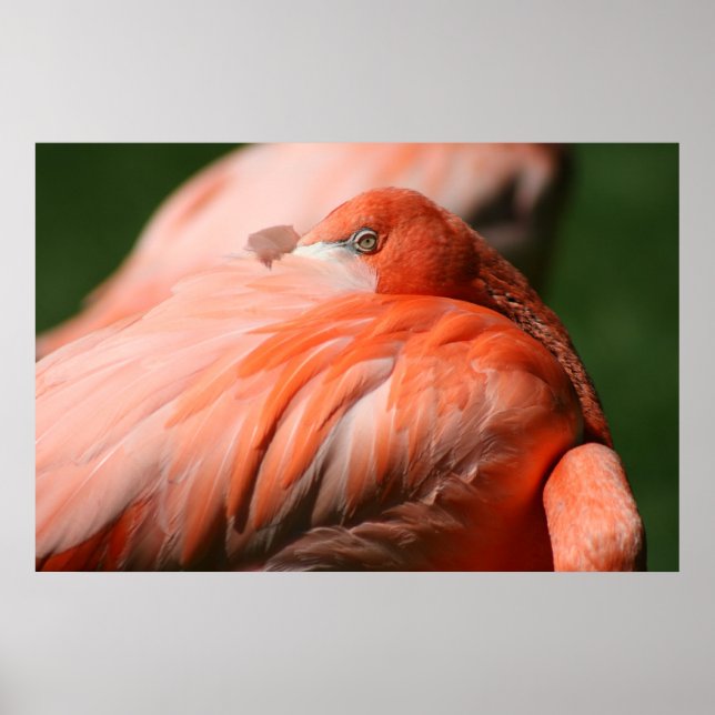 Flamingo Poster (Frente)