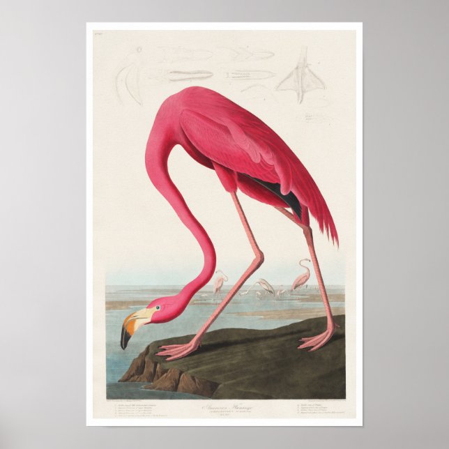 Flamingo rosa por Poster de Audubon (Frente)