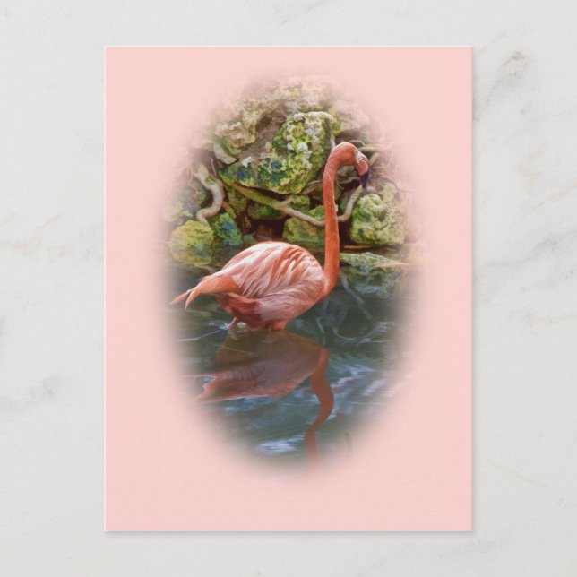 Flamingo rosa refletido no cartão postal do rio (Frente)