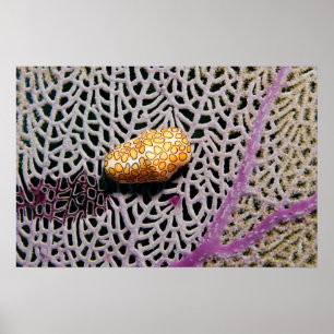 Flamingo Tongue Cowrie Poster por James Fatherree