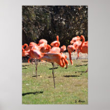 Flamingoes Impressão