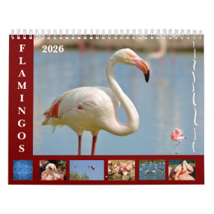 Flamingos 12 meses de calendário