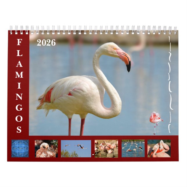 Flamingos 12 meses de calendário (Capa)