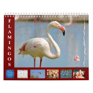 Flamingos 12 meses de calendário