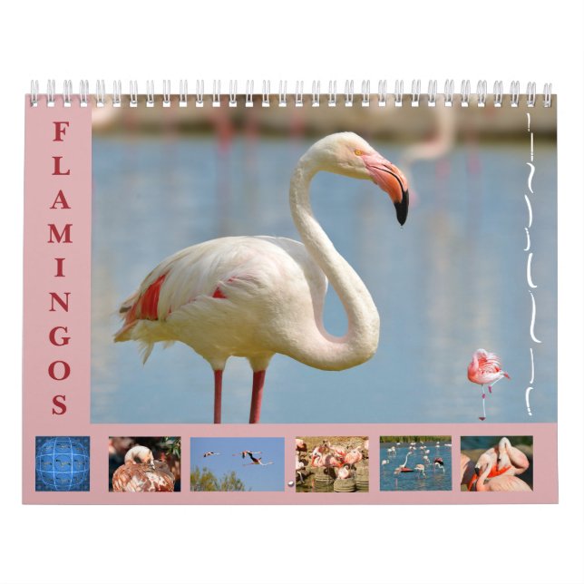 Flamingos 12 meses de calendário (Capa)