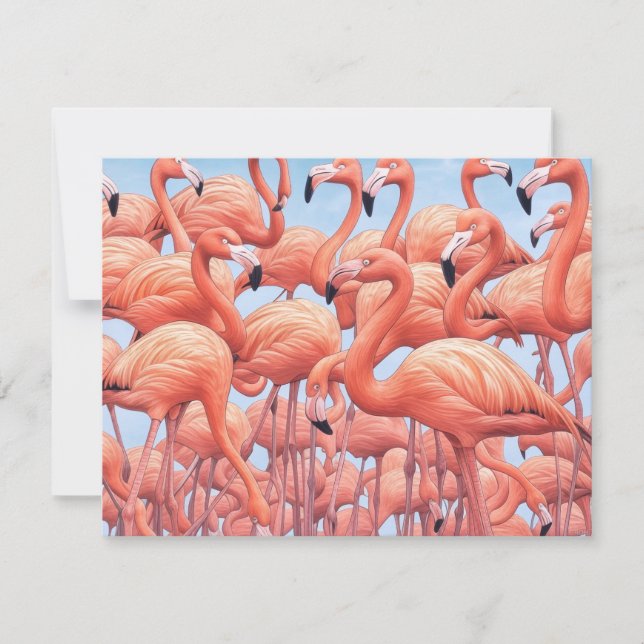 Flamingos, Cartão de Saudação (Frente)
