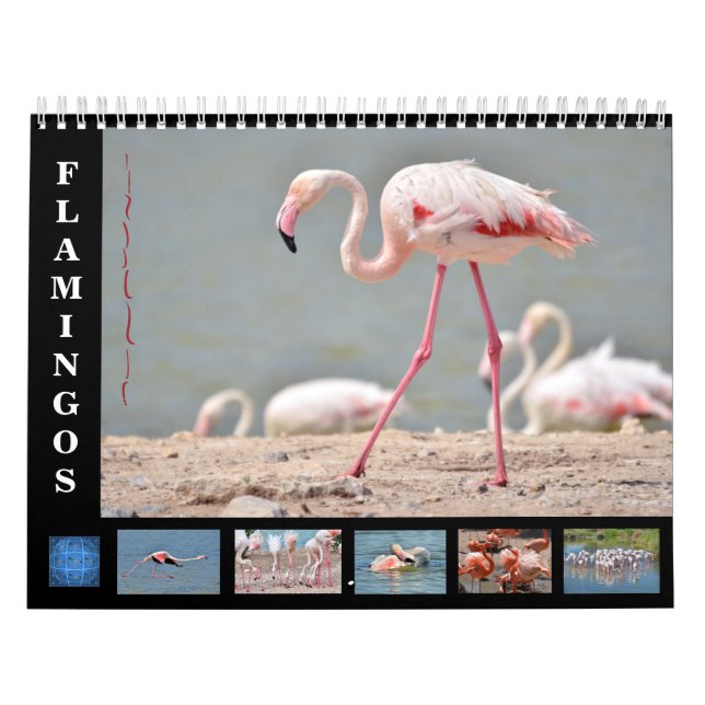 flamingos com calendário de 12 meses (Capa)