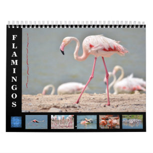 flamingos com calendário de 12 meses
