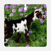 Flashy Nigerian Dwarf Goat Kid em flores roxas