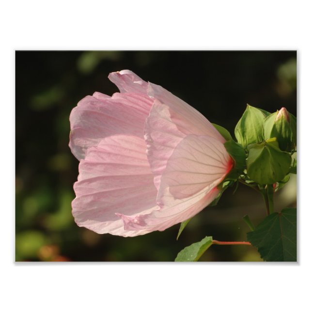 Fleur, Kodak Foto Profissional (Frente)