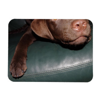 Flexi íman labrador Lorenzo