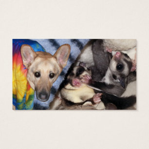 Flocos de neve, German shepherd, Geleira de Açúcar