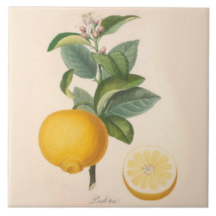 Flor alaranjada e fruta do azulejo cerâmico do