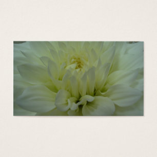 Flor amarela da dália