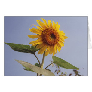 Flor Amarelo de Girassol no Cartão Azul