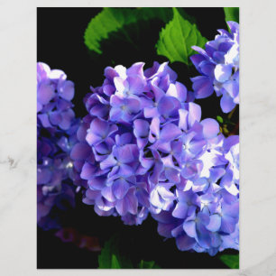 Flor azul roxa-brava-brava