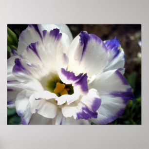 Flor branca com o poster roxo da guarnição