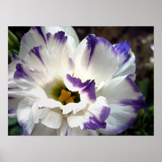 Flor branca com poster de trilha roxa (Frente)