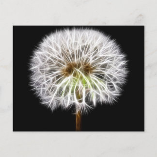 Flor Branca Dandelion