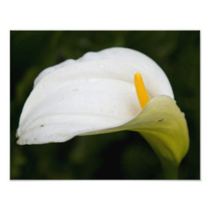 Flor Branco Satin Foto Alargamento