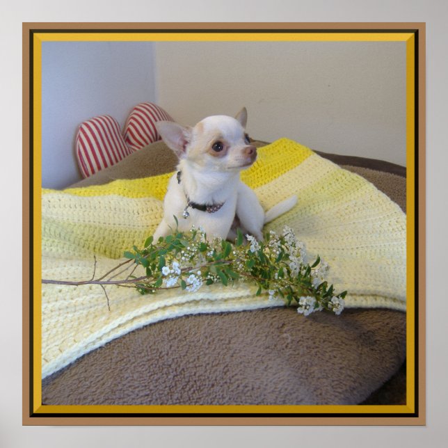 Flor Chihuahua Poster (Frente)