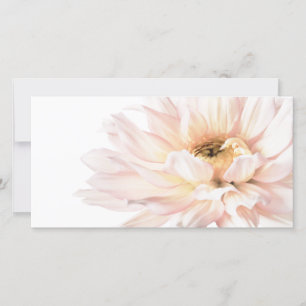 Flor cor-de-rosa da dália - as dálias