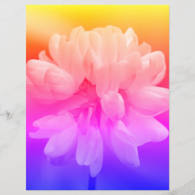 Flor Cor-De-Rosa E Branco Fechar (Frente)