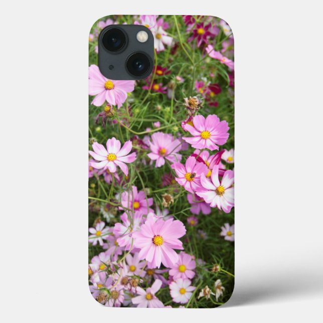 Flor Cosmos (Bidens Formosa). Kirkwood (Verso)