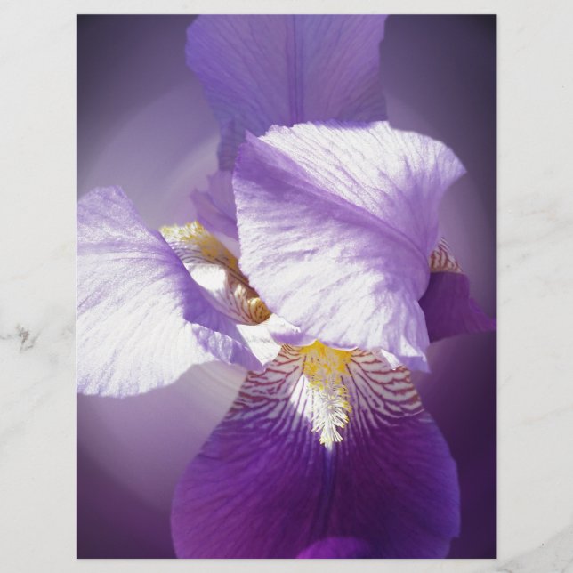 flor da íris púrpura (Frente)