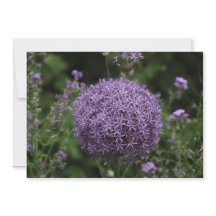 Flor de allium roxa - Cartão de Saudação Plano