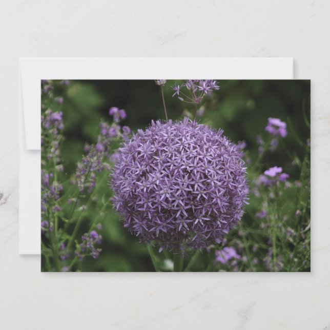 Flor de allium roxa - Cartão de Saudação Plano (Frente)