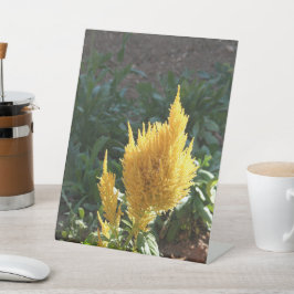 Flor de Astilbe Amarelo