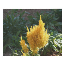 Flor de Astilbe Amarelo