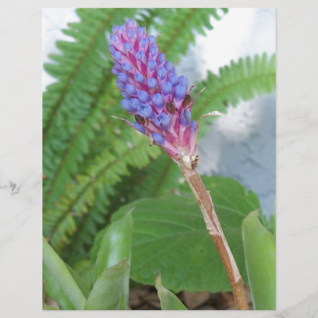 Flor de Bromelia de Cone Azul (Frente)