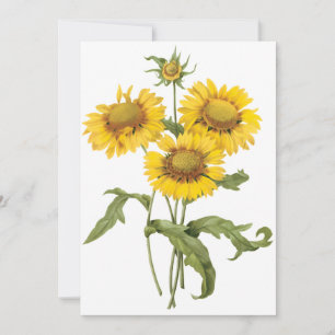 Flor de Cobertor Girassol por Redoute Convite