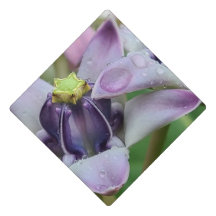 Flor de Coroa Roxa