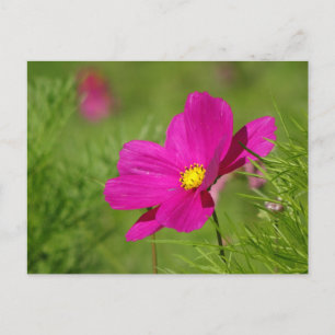 Flor de Cosmea Rosa Brilhante Cartão Postal DIY