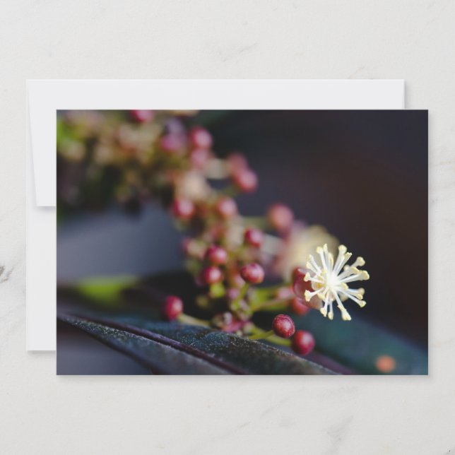 Flor de Croton (Frente)