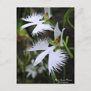 Flor de Egrete Branco: Cartão Postal