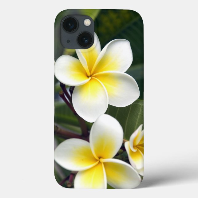 Flor de Frangipani Ilhas Cook (Verso)
