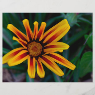 Flor de Gazania
