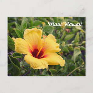 Flor de Hibisco Amarela   Cartão Postal