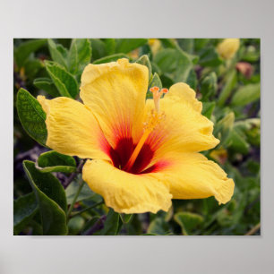 Flor de Hibiscus Amarelo POSTER